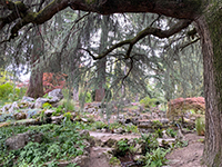 Le Jardin Botanique Alpin au coeur de la cité de Meyrin